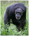 Picture Title - Angry Chimp