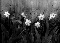 Picture Title - White Narcissus