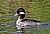 Bufflehead (F)