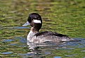 Picture Title - Bufflehead (F)