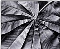 Picture Title - leaf