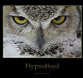 Picture Title - Hypnotised