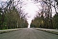 Picture Title - wooded road