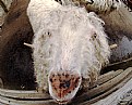 Picture Title - Sheep