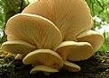 Picture Title - Fungi