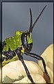 Picture Title - Green milkweed locust