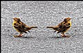 Picture Title - Sparrow Duet