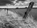 Picture Title - Once a fence