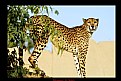 Picture Title - Cheetah