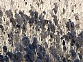 Picture Title - Marsh Grass