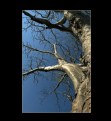 Picture Title - Baobab tree