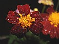 Picture Title - rain flowers