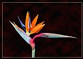 Picture Title - Bird Of Paradise Flower