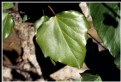 Picture Title - Ivy in the sun