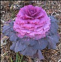 Picture Title - Ornamental Cabbage