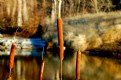 Picture Title - Cattails 2