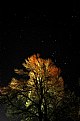 Picture Title - Tree & Stars