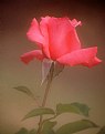 Picture Title - Perfect Rosebud