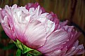 Picture Title - Winter Peony - a profile