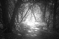 Picture Title - The lighted path