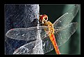 Picture Title - DRAGONFLY