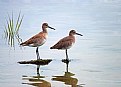 Picture Title - Waders