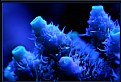 Picture Title - Millepora spp. Under Actinic Lighting