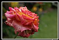 Picture Title - Rose