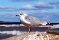 Picture Title - Battered Gull