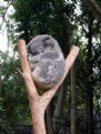 Picture Title - Sleeping Koala