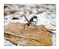 Picture Title - Ant