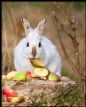 Picture Title - Mmmmm....apples!