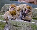 Picture Title - Monkeys