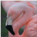 Picture Title - Flamingo