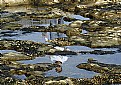 Picture Title - tide pool reflections