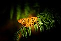 Picture Title - Silver-washed Fritillary