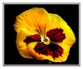 Picture Title - Pansy