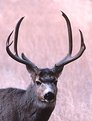 Picture Title - Wild Mule Deer Buck