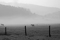 Picture Title - Fog and Horses