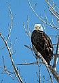 Picture Title - Bald Eagle