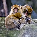 Picture Title - Monkeys