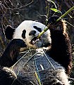 Picture Title - Panda