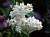 White Lilacs