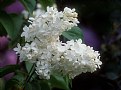 Picture Title - White Lilacs