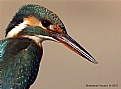 Picture Title - Kingfisher - Portrait