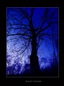 Picture Title - blue nights