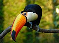 Picture Title - Toucan