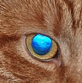 Picture Title - Cat's Eye