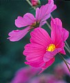 Picture Title - Pink Cosmos