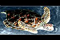 Picture Title - tropical turtle